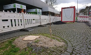 Direkt neben den Kastanien-Stümpfen ragen neue kleine Gehölze empor. - Rainer Holzkamp