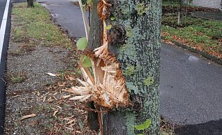 Die Linde hat es schlimm erwischt. - Celina Allard