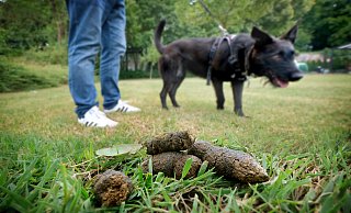 Typische Szene: Das Tier hat sich entleert - und der Halter entfernt sich gleich dezent. Der Haufen bleibt das Problem anderer. - Andreas Frücht