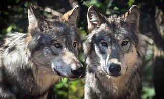 Es gibt einen ersten dokumentierten Hinweis auf ein mögliches Wolfspaar in Nordrhein-Westfalen. - Symbolbild: Pixabay