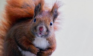 Niedlich: Die possierlichen Nager sollten nach Möglichkeit nicht während der Fahr beobachtet werden. - Pixabay