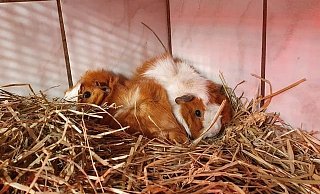 Die Meerschweinchen sind putzmunter, aber scheu. Sie kuscheln sich in einer Ecke zusammen. - Pferdeschutzhof