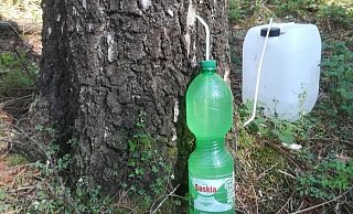 Mit Strohhalmen zapften Unbekannte diesen Birkenstamm in einem Waldgrundstück in der Nähe des Auesees an, um an Birkenwasser heranzukommen. - Werner Drallmeier