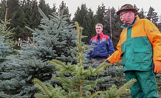 Wann ist die richtige Zeit, sich den Weihnachtsbauz schlagen zu lassen. Experten geben Tipps. - Archivfoto: Christian Weische