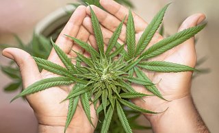 Ein 32-jähriger Mann aus Löhne hat auf dem Balkon seiner Wohnung neun Cannabispflanzen gepflegt. Vorm Amtsgericht Bad Oeynhausen musste er sich wegen Drogenanbaus verantworten. - Pixabay