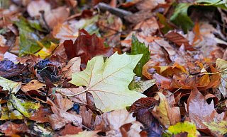 Der «Goldene Herbst» kam kaum zum Vorschein - die Sonne schien deutlich zu wenig. - Soeren Stache/dpa
