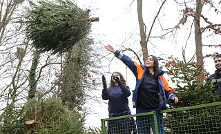 Mit viel Schwung werfen die fleißigen Sammler den Tannenbaum vom Anhänger des Treckers aus auf die Sammelstelle. - Elke Niedringhaus-Haasper