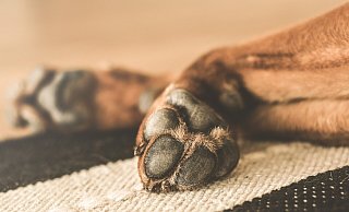 Die NW-Leserinnen und Leser haben sich für einen Hund entschieden. - (Symbolbild): Pixabay