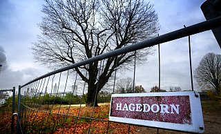 Steht weiterhin: Um die Sumpfeiche hinter dem Bauzaun am Bartels Feld in Gütersloh wird noch immer gerungen. - Andreas Frücht
