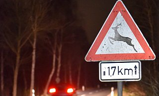 Ist eine Kollision nicht zu verhindern, ist ein frontaler Zusammenstoß ungefährlicher, als ein Seitenaufprall gegen einen Baum o. ä. - Kreisjägerschaft