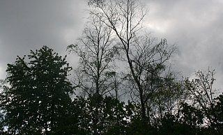 Auf Bielefelder Parks kommt eine große Fäll-Aktion zu. - Stadt Bielefeld