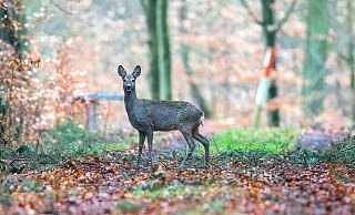 Ein Wilderer hat in Vlotho ein Reh erlegt und es dann ausgenommen. Die Überreste ließ er an einem Feld zurück. - dpa