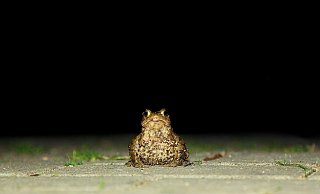 Bei milden Nachttemperaturen ist laut Nabu an vielen Orten in Nordrhein-Westfalen mit den ersten Krötenwanderungen zu rechnen. - Symbolbild/Pixabay