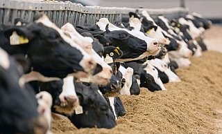 Milchkühe in einem Gut in Mecklenburg-Vorpommern. Die Preise für landwirtschaftliche Produkte wie Getreide oder Milch sind auf der Erzeugerebene weiter gesunken. - Bernd Wüstneck/dpa