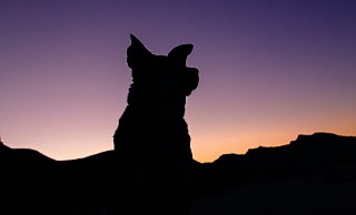 Rund um das Kerkraftwerk Tschernobyl wurden blaue Hunde entdeckt. Mitglieder der Organisation „Clean Futures Fund“ versuchen herauszufinden, was es damit auf sich hat. - Unsplash