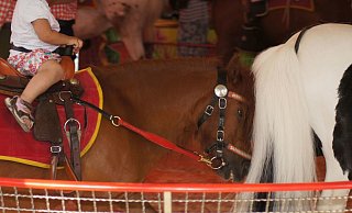 Der Umgang mit Pferden im Ponykarussell wird von Tierschützern als Tierquälerei angesehen. Sie wollen die Reitbahnen auf Jahrmärkten verbieten lassen. - Astrid Reinke