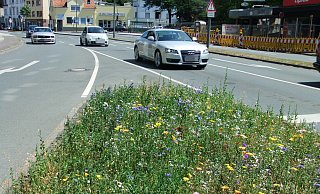 Bienen- und Augenweide: Die Blühstreifen in der Herforder Innenstadt. - Eike J. Horstmann