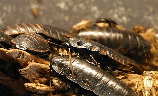 Eine neue Insektenart aus südlichen Gefilden breitet sich massiv in Deutschland aus. - Themenfoto Pixabay/Creative Commons