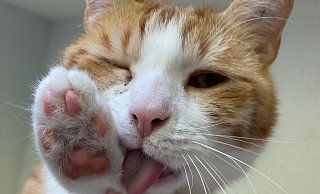 Kater Claus-Otto hat im Tierheim Bielefeld gelebt. In OWL suchen, genau wie er, viele Tiere ein neues Zuhause. - Henning Pöppelmeier