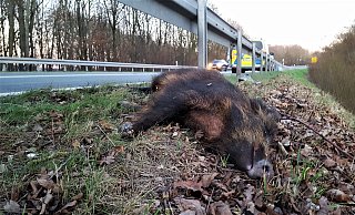Tot am Straßenrand: ein bei einem Wildunfall auf der Bundesstraße 239 verendetes Wildschwein. Es war mit drei weiteren Wildschweinen die Böschung hinaufgerannt und unter der Leitplanke hindurch auf die Straße gelaufen. Drei von ihnen kollidierten mit einem Fahrzeug. - David Schellenberg