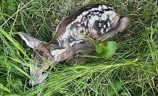 Dieses etwa zwei Tage alte Rehkitz haben Kinder von einer Wiese aufgelesen und mitgenommen. - Privat
