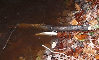 Eine tote Bachforelle bestätigt die Befürchtungen von Heinrich Linnert bereits. Das kontaminierte Löschwasser könnte weitere tote Tiere zur Folge haben. - Heinrich Linnert