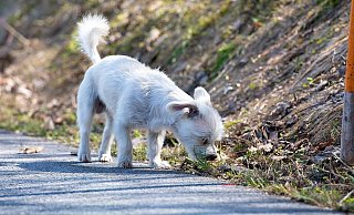 Spürnase: In Bad Karlshafen gibt es bald einen Krimispaziergang für Hundehalter. - (Symbolbild) Pixabay