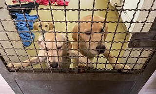 Die sichergestellten Junghunde, die bei ihrer Ankunft verwurmt, voller Milben und traumatisiert waren, haben sich im Tierheim gut erholt. Alle sind vermittelt. - Tierheim Bielefeld