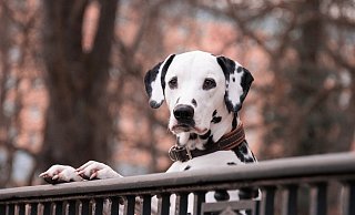 Die Hundesteuer wird nicht gesenkt, obwohl die Stadt erstmals seit 2001 mit schwarzen Zahlen im Haushalt plant. - Pixabay