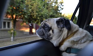 Der Hund bewegte sich kaum noch. - Symbolbild: Pixabay