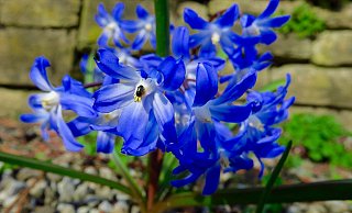 Blausterne bieten kleinen Insekten erste Nahrung - und prägen jetzt in Bielefeld viele Flächen. - Kurt Ehmke