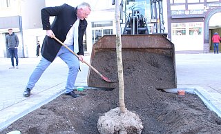 Bürgermeister Daniel Harmann fasst bei der Baumpflanzung feste mit an. - Burkhard Battran