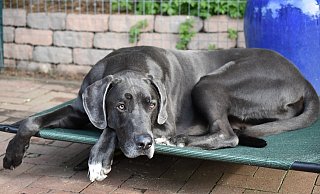 Die Mieterin verlangte nach dem Kauf der Dogge die Zustimmung ihrer Vermieterin. Das führte zu einem Prozess vor dem Amtsgericht in Paderborn. - Pixabay (Symbolfoto)