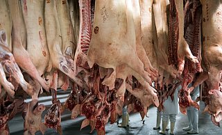 Das Foto aus dem Jahr 2017 zeigt frisch geschlachtete Schweine in einem Kühlhaus des Fleischunternehmens Tönnies. Vier Wochen nach Schließung des Betriebes wegen des Corona-Ausbruchs darf der Konzern wieder schlachten. - picture alliance / Bernd Thissen/dpa