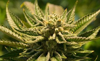 Rauschmittel und Medikament: Die Wirksamkeit von Cannabis in der Schmerztherapie ist nachgewiesen. - Pixabay (Symbolbild)