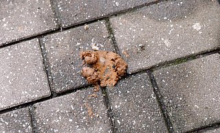 Am Fußweg zwischen Johanniskirche und Linnenbauerplatz treten nach der Schneeschmelze unappetitliche Hundehaufen zu Tage. - Frank-Michael Kiel-Steinkamp