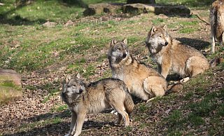Der Wolf wird von Gegnern vehement abgelehnt. Sie sehen ihn der Rückkehr des Tieres eine Gefahr für die Kulturlandschaft. - Simone Flörke