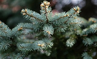 Ein heruntergefallener Tannenbaum sorgt für einen Unfall. - Pixabay (Symbolbild)