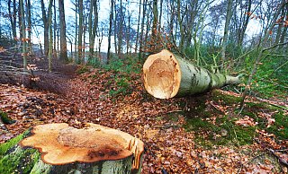 Den Wald wollen alle eigentlich erhalten und stärken. Doch über den Weg dahin streiten die Politiker. - Sarah Jonek
