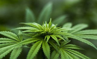  - Pixabay / Herbalhemp