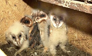 Fünf junge, vielleicht fünf Wochen alte, Schleiereulen kuscheln sich in ihrem Zuhause und sehen den Fotografen mit seinem Blitzlicht ganz verschreckt und verwundert an. Die mittlere versucht sogar, sich zu verstecken. - Andreas Sundermeier