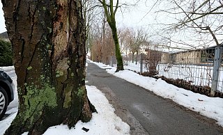 Wegen eines starken Bakterienbefalls der Rinde ("Pseudomonas") werden zwei Rosskastanien an der Kita Sprungbrett in Elsen in diesem Jahr im Auftrag des Grünflächenamtes der Stadt Paderborn gefällt. - Hans-Hermann Igges