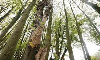 Unter anderem im Hombergwald stehen stark geschädigte Bäume. - Angelina Kuhlmann