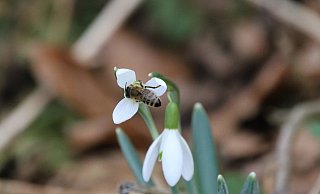 Die Schneeglöckchen stehen schon in der Blüte. - Troels Rasmussen