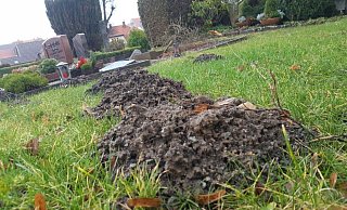 Hügel in Reihe: Der Maulwurf auf dem Burgfriedhof zieht zwischen den Gräbern eine gerade Linie. - Dieter Scholz