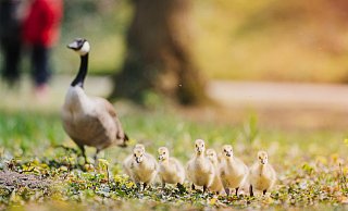 Putzig anzuschauen: Die Gänseküken-Familie während eines Spaziergangs. - Besim Mazhiqi
