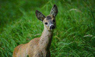 „Erlegtes Wild sollte möglichst schnell aufgebrochen und die inneren Organe entnommen werden", teilt Lea Hopmann von der Unteren Jagdbehörde mit. - Symbolfoto/ Pixabay