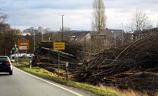 An der Umgehungsstraße werden derzeit im Bereich der Füllenbruchstraße Bäume und Sträucher gefällt. - Björn Kenter