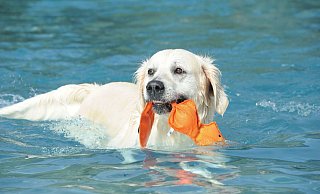 Auch die Vierbeiner leiden unter der Hitze der "Hundstage". Allerdings dürfen sie natürlich nicht ins Freibadbecken. - Joern Spreen-Ledebur