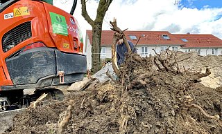 Ein Bagger buddelt eine Wurzel aus dem Boden. - Stefan Becker